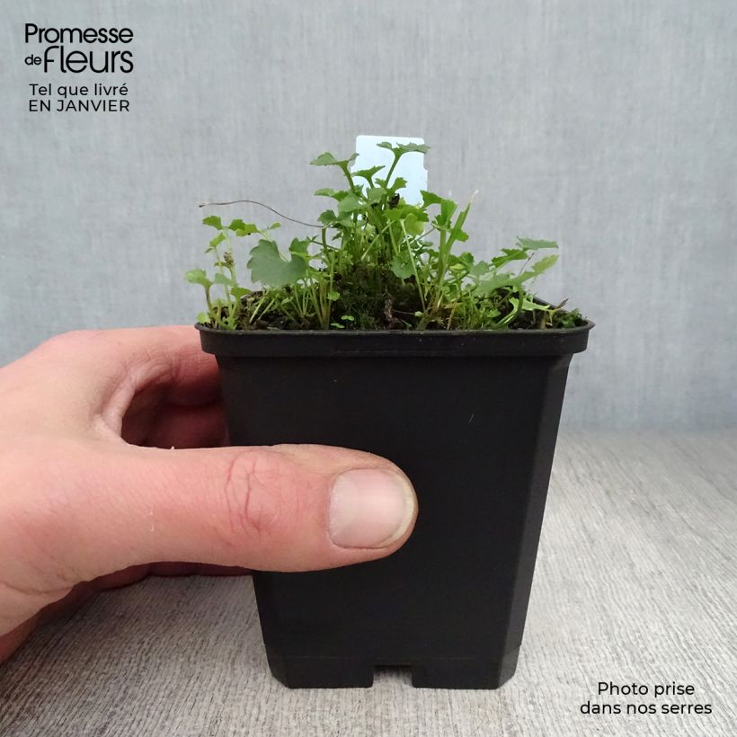 Amostra de Campânula portenschlagiana Resholt Variety Vaso de 8/9 cm tal como entregue no inverno