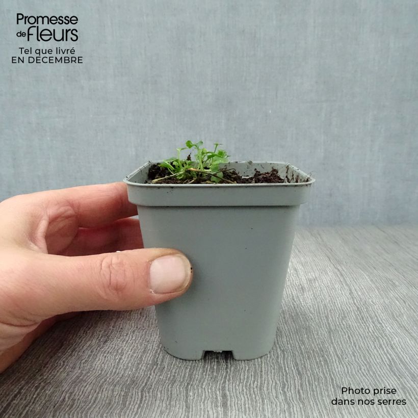 Amostra de Campanula poscharskyana E.H. Frost - Campanule des Murets Vaso de 8/9 cm tal como entregue no inverno