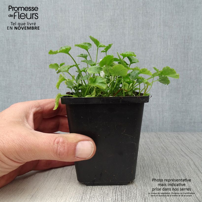 Amostra de Campânula poscharskyana E.H. Frost Vaso de 8/9 cm tal como entregue no outono