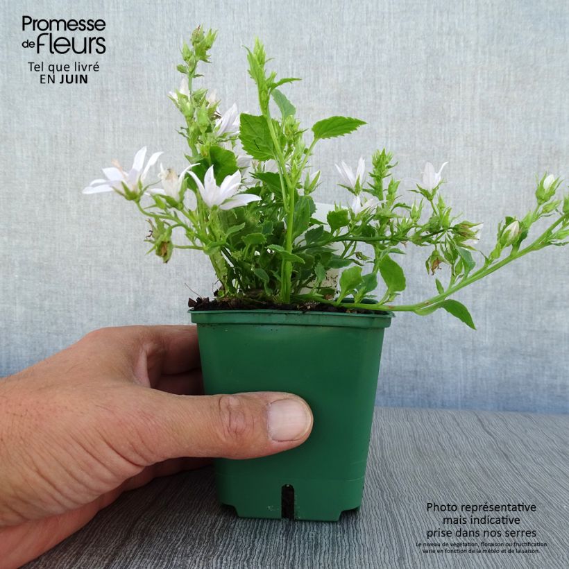 Amostra de Campânula poscharskyana E.H. Frost Vaso de 8/9 cm tal como entregue no verão