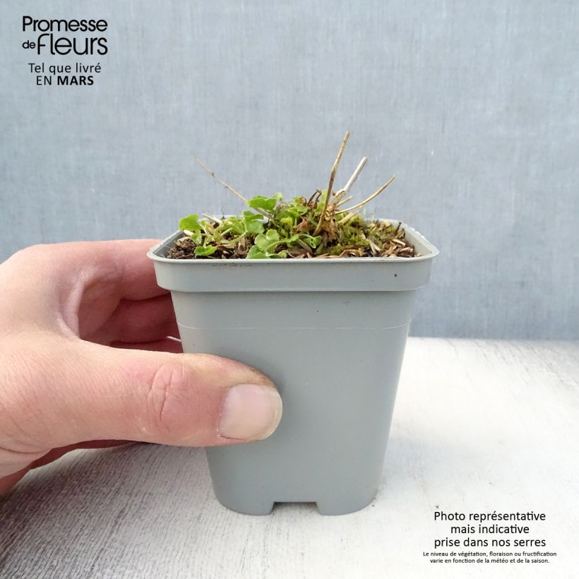 Amostra de Campânula poscharskyana E.H. Frost Vaso de 8/9 cm tal como entregue na primavera