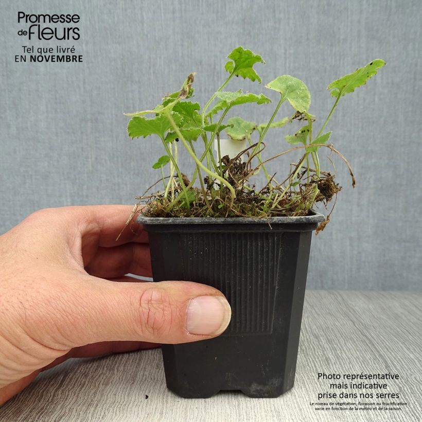 Amostra de Campânula poscharskyana Lisduggan Variety Vaso de 8/9 cm tal como entregue no outono