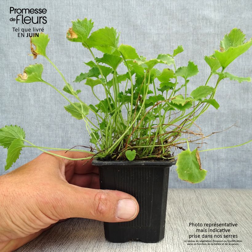 Amostra de Campânula poscharskyana Lisduggan Variety Vaso de 8/9 cm tal como entregue no verão