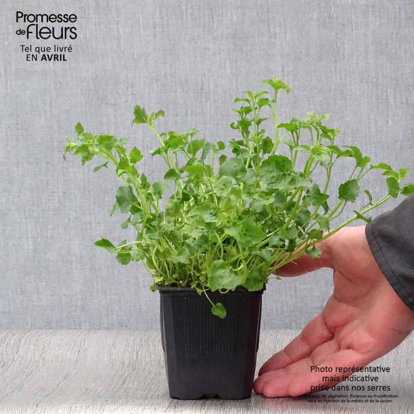 Amostra de Campânula poscharskyana Lisduggan Variety Vaso de 8/9 cm tal como entregue na primavera