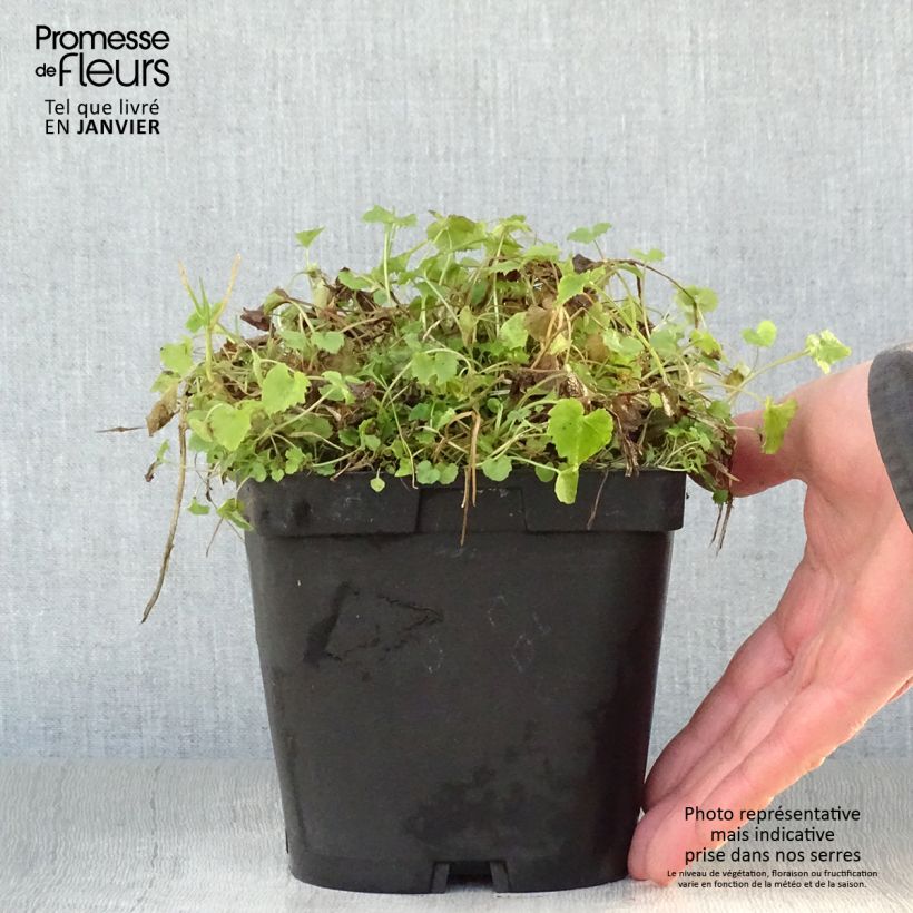 Amostra de Campanula poscharskyana Lisduggan Variety - Campanule des Murets Vaso de 2 L/3 L tal como entregue no inverno