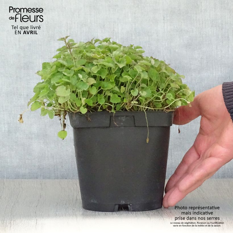 Amostra de Campânula poscharskyana Lisduggan Variety Vaso de 2 L/3 L tal como entregue na primavera