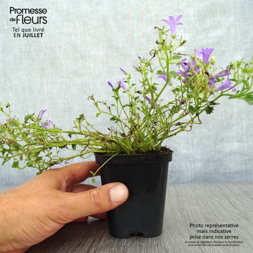 Amostra de Campânula poscharskyana Stella Vaso de 8/9 cm tal como entregue no verão