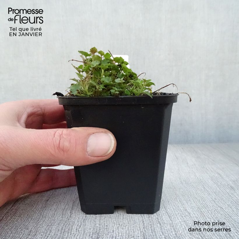 Amostra de Campânula poscharskyana Stella Vaso de 8/9 cm tal como entregue no inverno