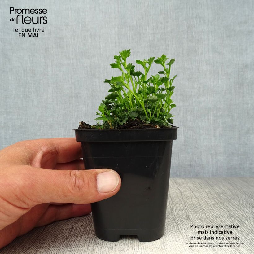 Amostra de Campânula poscharskyana Stella Vaso de 8/9 cm tal como entregue na primavera