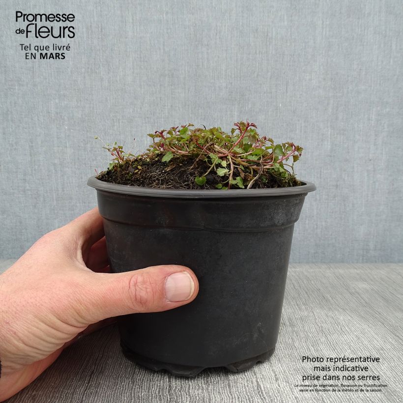 Amostra de Campânula poscharskyana Stella Vaso de 2 L/3 L tal como entregue no inverno