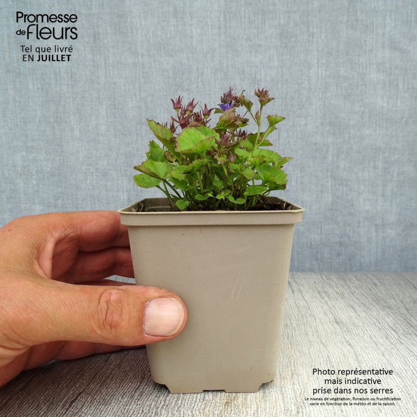 Amostra de Campânula poscharskyana Trollkind Vaso de 8/9 cm tal como entregue no verão