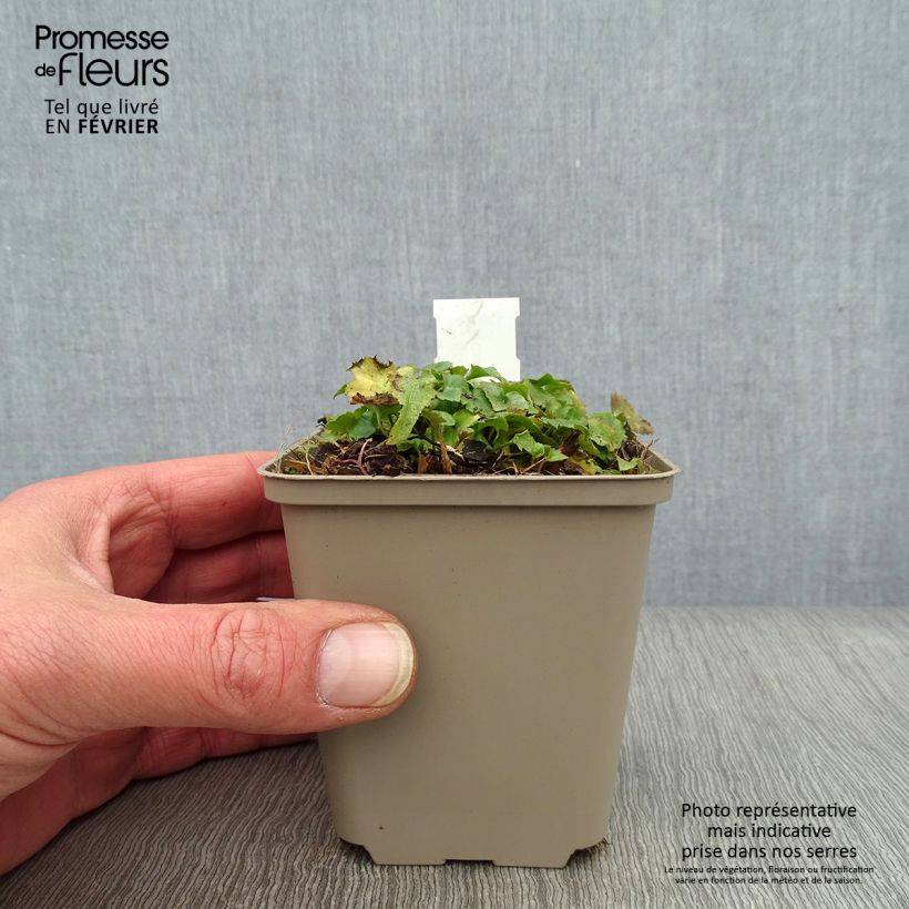 Amostra de Campanula poscharskyana Trollkind - Campanule des Murets Vaso de 8/9 cm tal como entregue no inverno