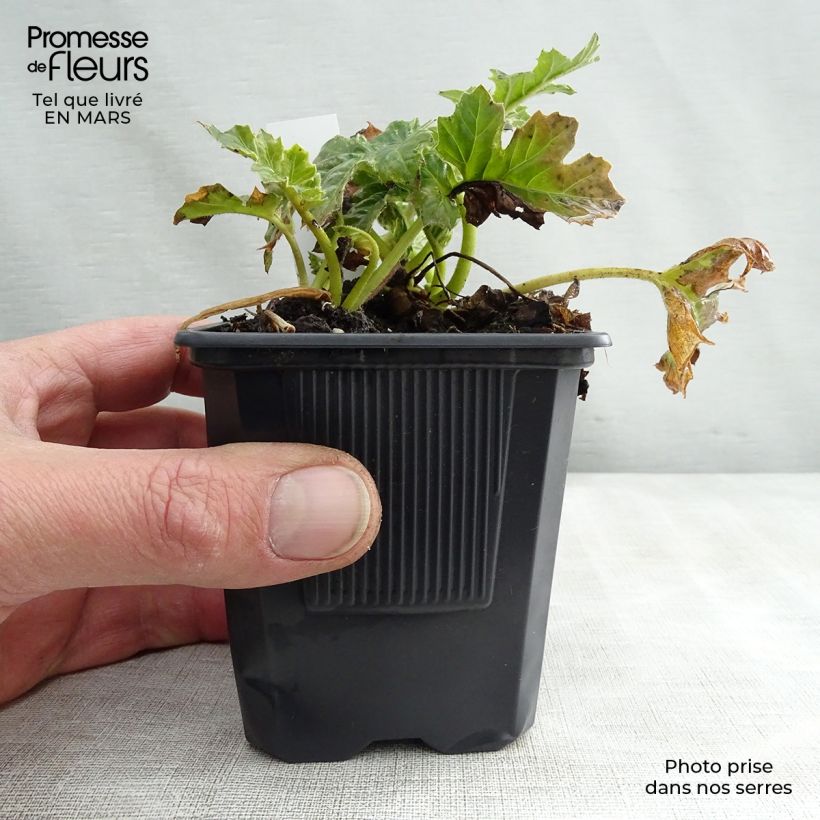 Amostra de Campânula poscharskyana Trollkind Vaso de 8/9 cm tal como entregue na primavera