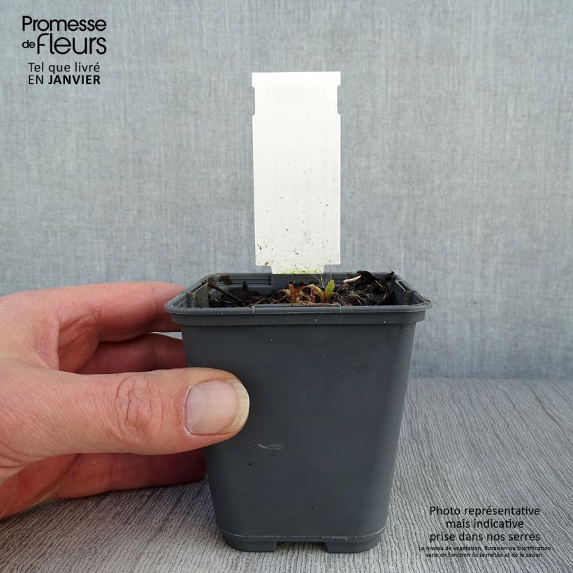 Amostra de Campanula punctata Rubriflora - Campanule ponctuée Vaso de 8/9 cm tal como entregue no inverno