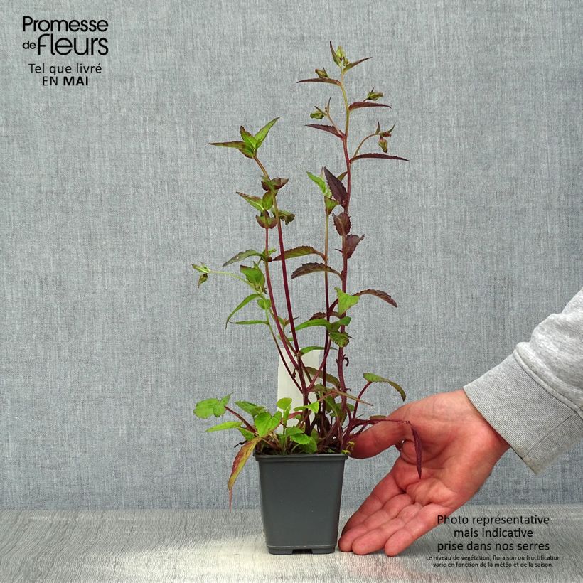 Amostra de Campânula punctata Rubriflora Vaso de 8/9 cm tal como entregue na primavera