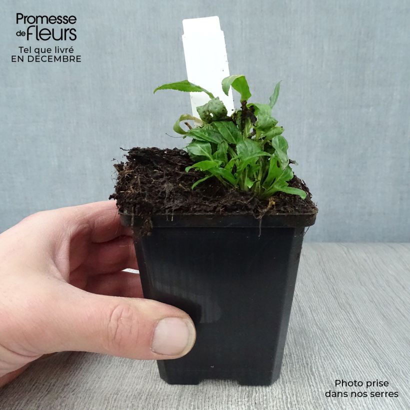 Amostra de Campanula rapunculoides - Campanule fausse raiponce Vaso de 8/9 cm tal como entregue no inverno