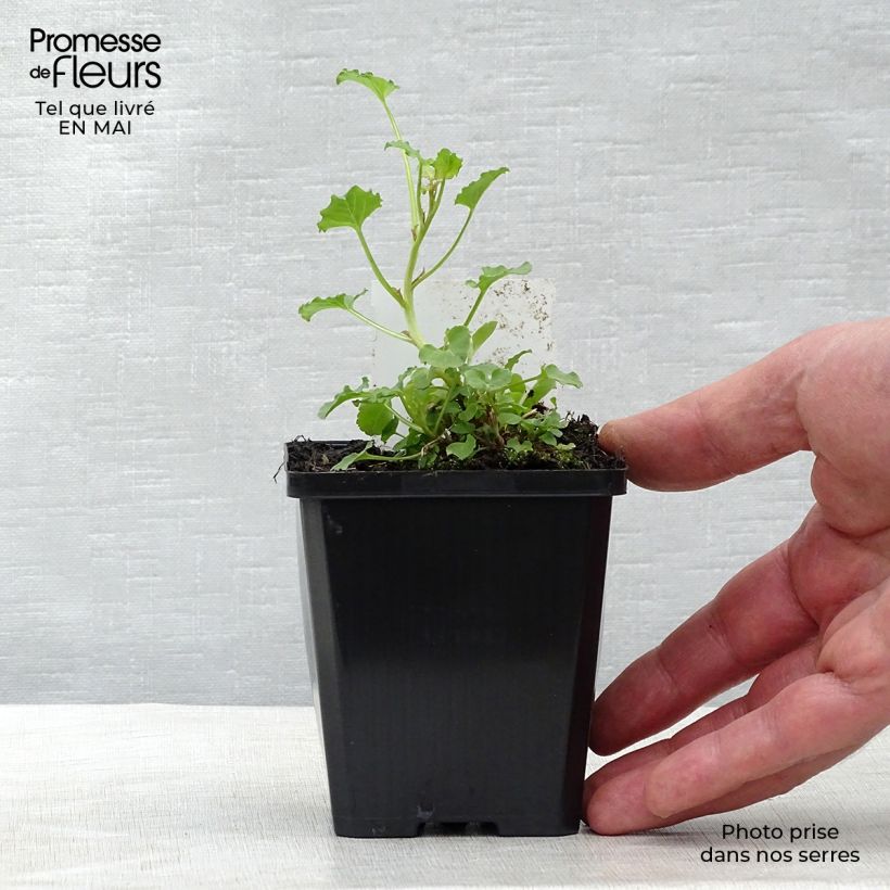 Amostra de Campânula rapunculoides Vaso de 8/9 cm tal como entregue na primavera