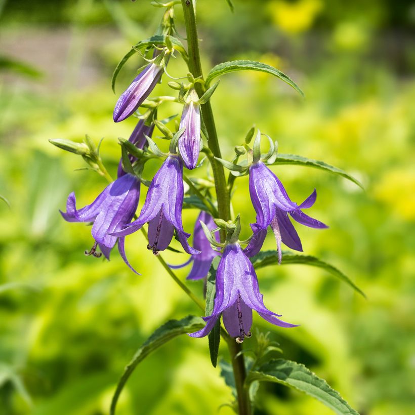 Campânula rapunculoides (Floração)