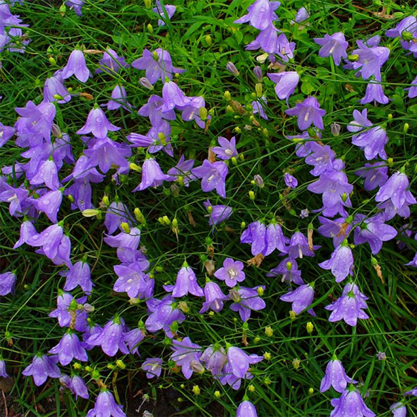 Campanula rotundifolia (Floração)