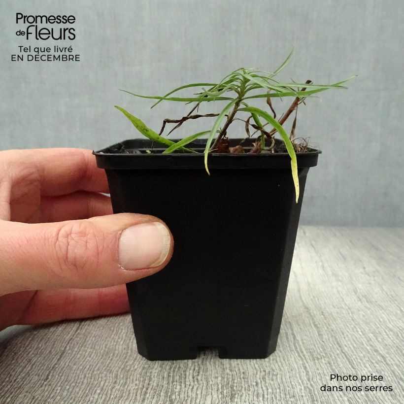 Amostra de Campanula rotundifolia - Campanule à feuilles rondes Vaso de 8/9 cm tal como entregue no inverno