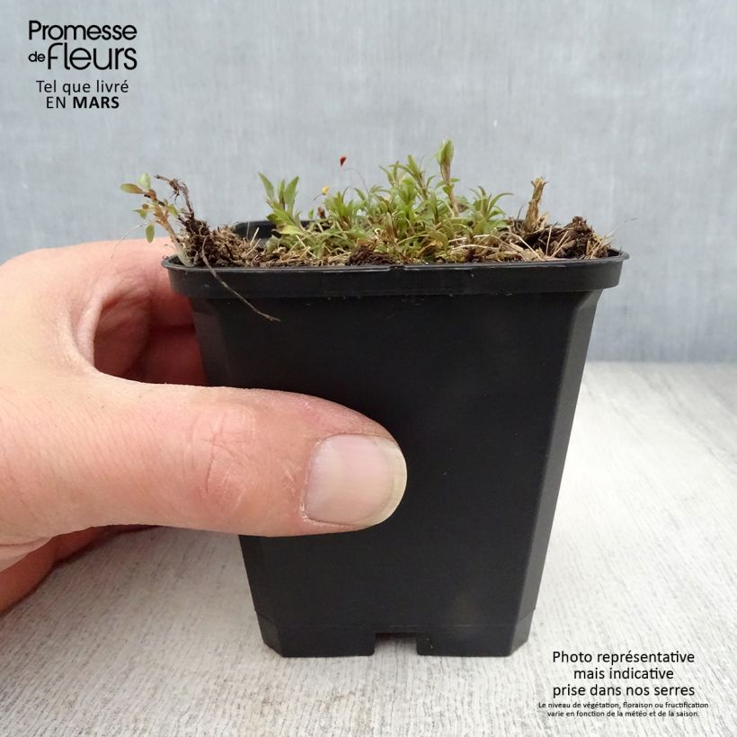 Amostra de Campanula rotundifolia Vaso de 8/9 cm tal como entregue na primavera