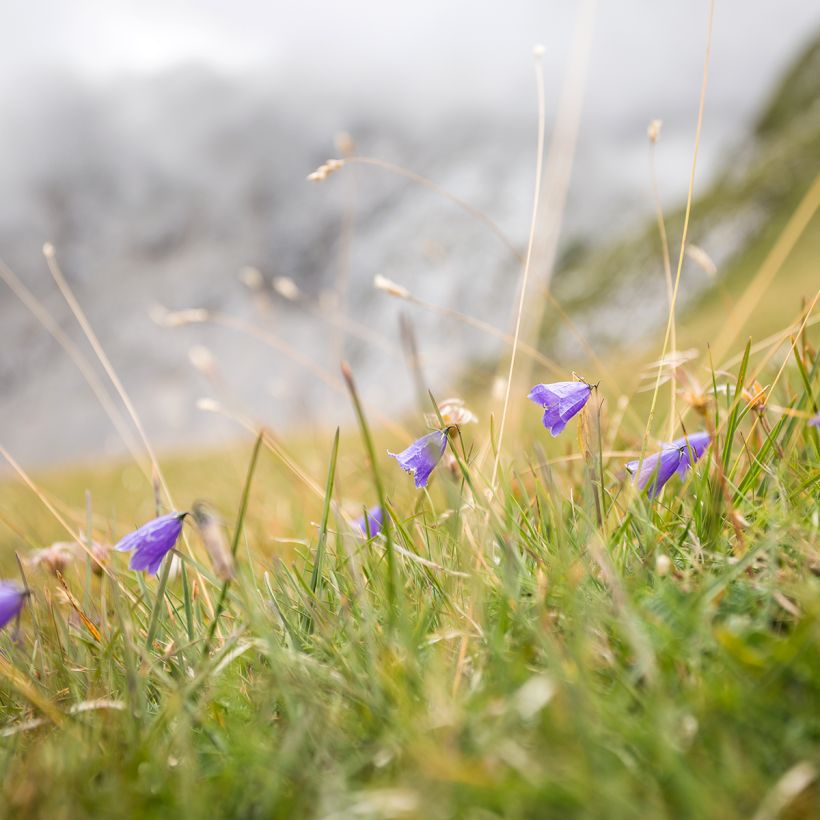 Campanula rotundifolia (Hábito)