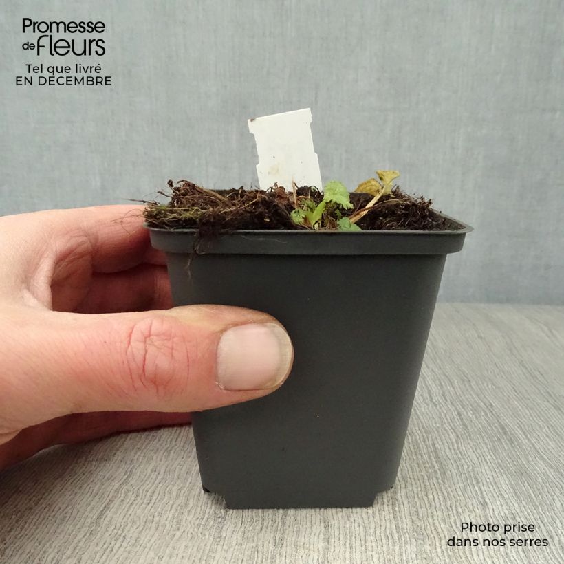 Amostra de Câmpanula trachelium Vaso de 8/9 cm tal como entregue no inverno