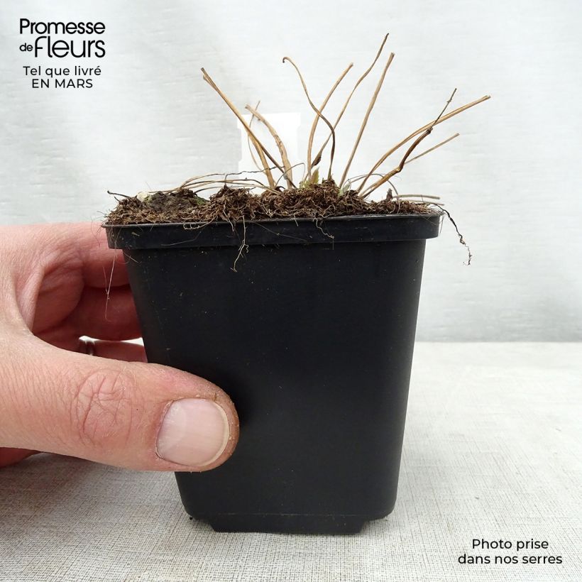 Amostra de Campânula trachelium Bernice Vaso de 8/9 cm tal como entregue na primavera