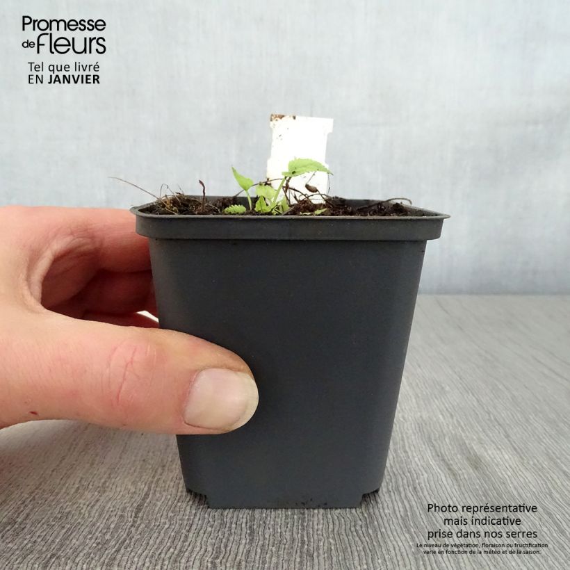 Amostra de Campanula trachelium Bernice - Campanule gantelée Vaso de 8/9 cm tal como entregue no inverno