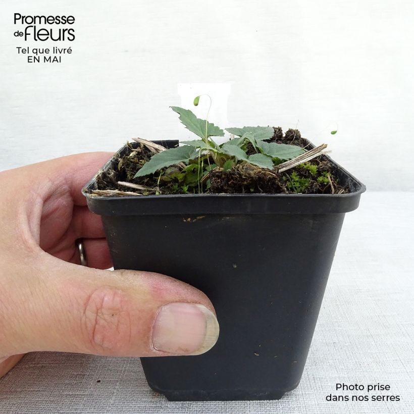 Amostra de Câmpanula trachelium Vaso de 8/9 cm tal como entregue na primavera