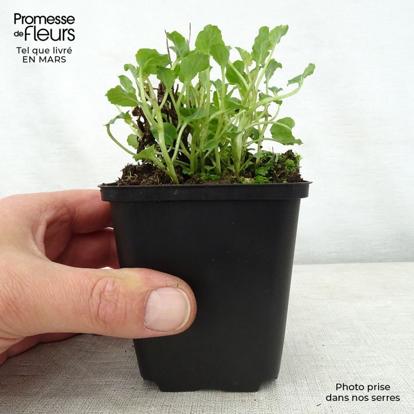 Amostra de Campânula Royal Wave Vaso de 8/9 cm tal como entregue na primavera