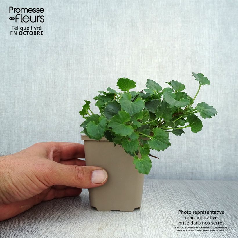 Amostra de Campânula Royal Wave Vaso de 8/9 cm tal como entregue no outono