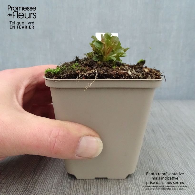 Amostra de Campânula Royal Wave Vaso de 8/9 cm tal como entregue no inverno