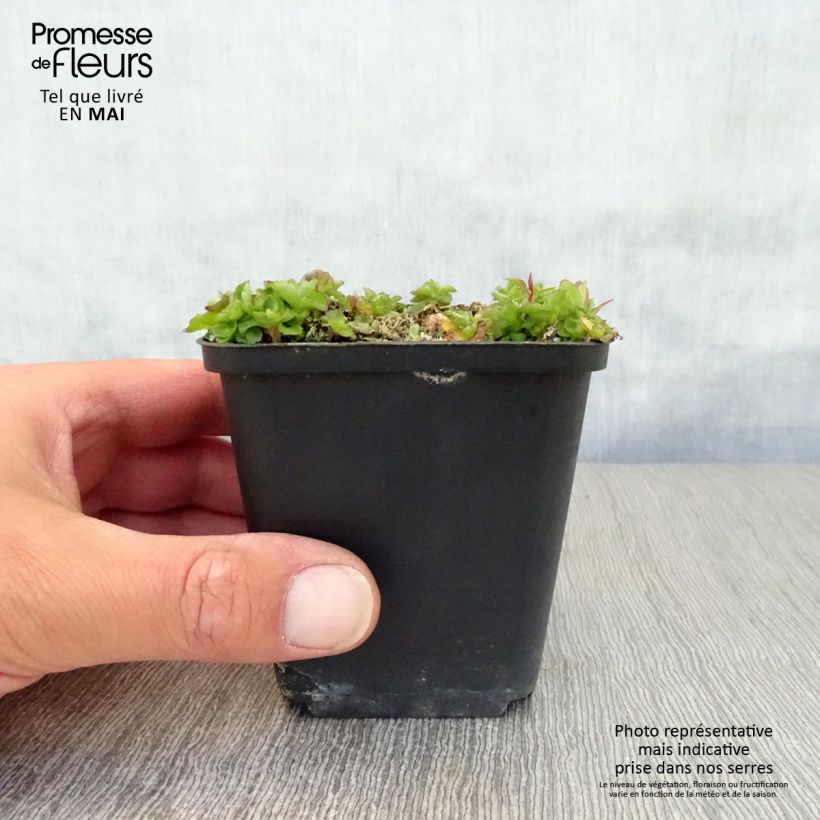 Amostra de Campânula pulloides G.F. Wilson Vaso de 8/9 cm tal como entregue na primavera