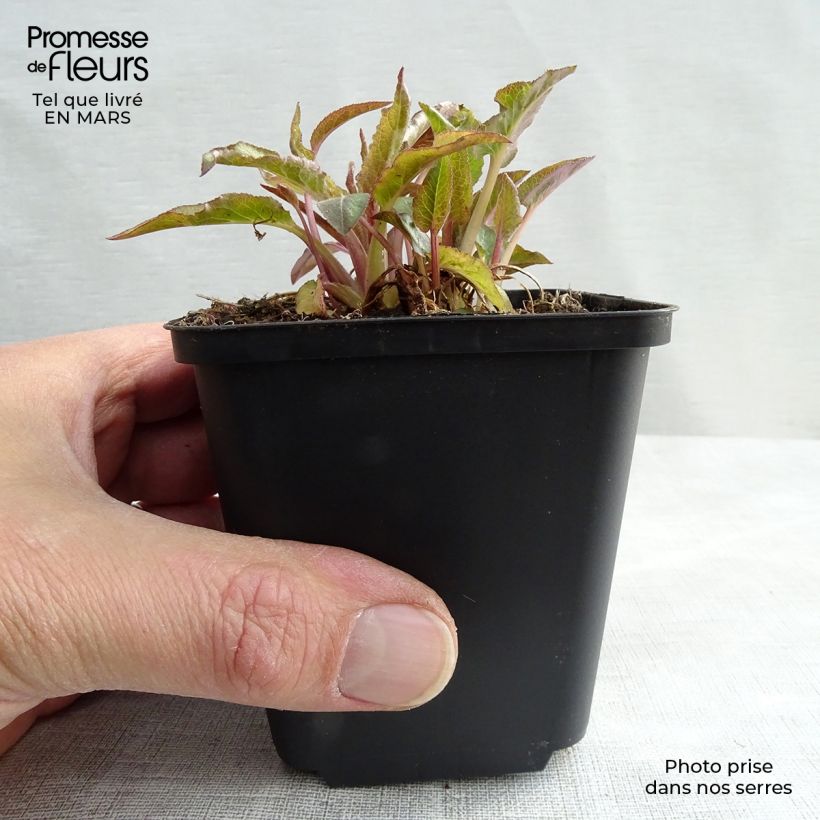 Amostra de Campânula glomerata Superba Vaso de 8/9 cm tal como entregue na primavera