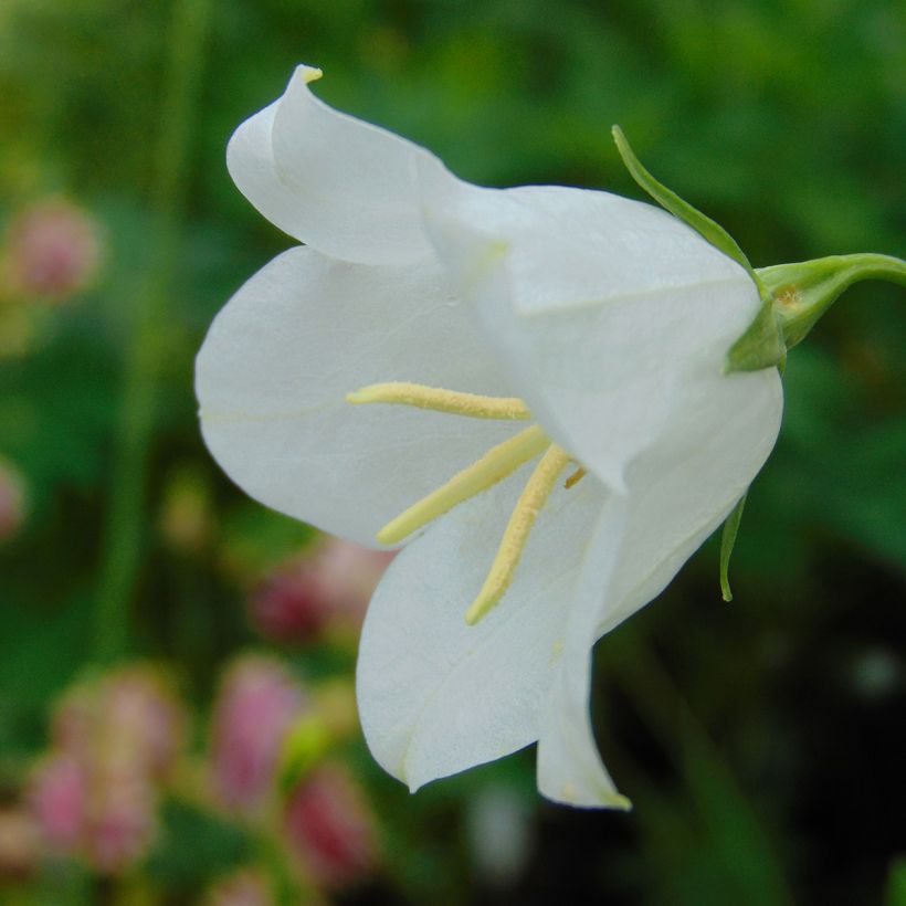 Campânula persicifolia Alba (Floração)
