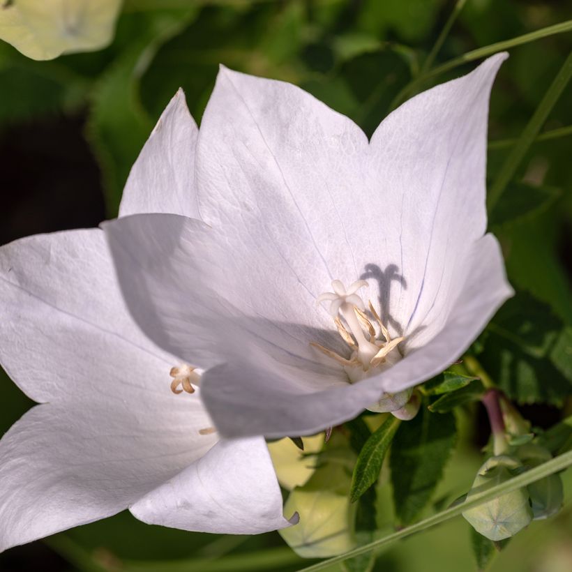Campânula persicifolia Alba (Floração)