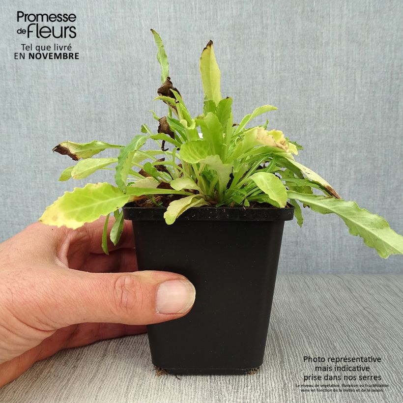 Amostra de Campânula persicifolia Alba Vaso de 8/9 cm tal como entregue no outono