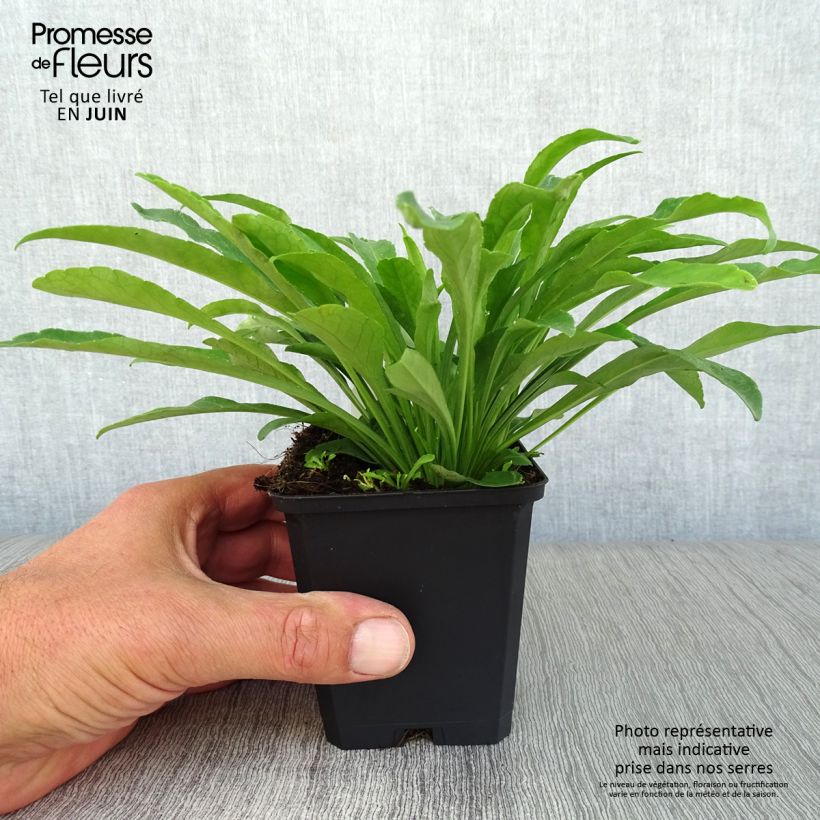 Amostra de Campânula persicifolia Alba Vaso de 8/9 cm tal como entregue no verão