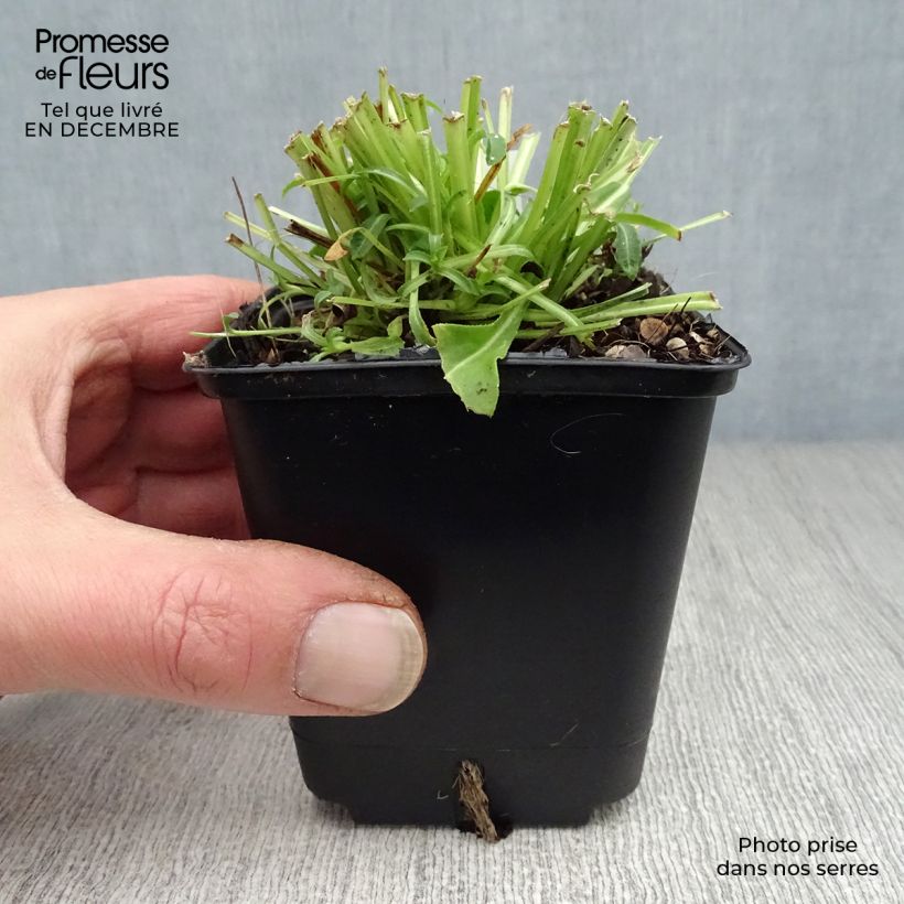 Amostra de Campanule à feuilles de pêcher - Campanula persicifolia Alba Vaso de 8/9 cm tal como entregue no inverno