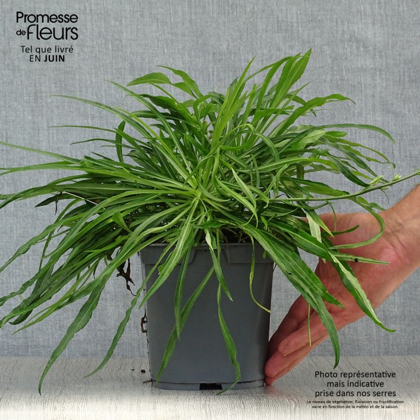 Amostra de Campânula persicifolia Alba Vaso de 2 L/3 L tal como entregue no verão