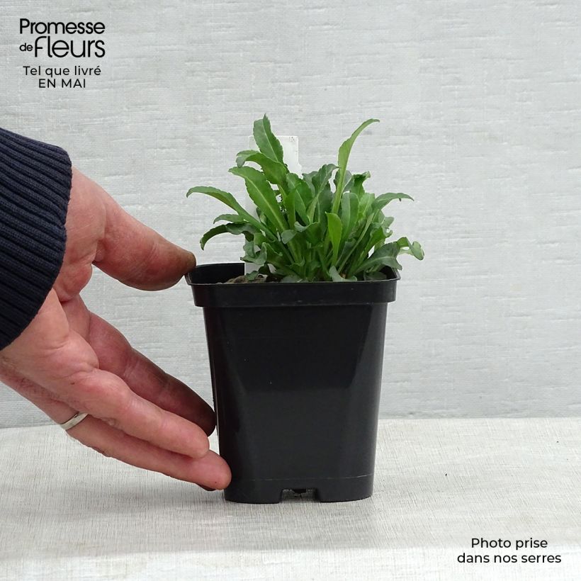 Amostra de Campânula persicifolia Alba Vaso de 8/9 cm tal como entregue na primavera