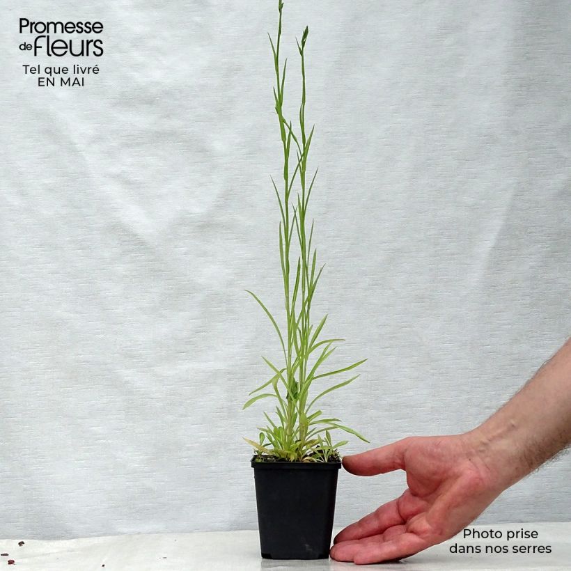 Amostra de Campânula persicifolia La Belle Blue Vaso de 8/9 cm tal como entregue na primavera