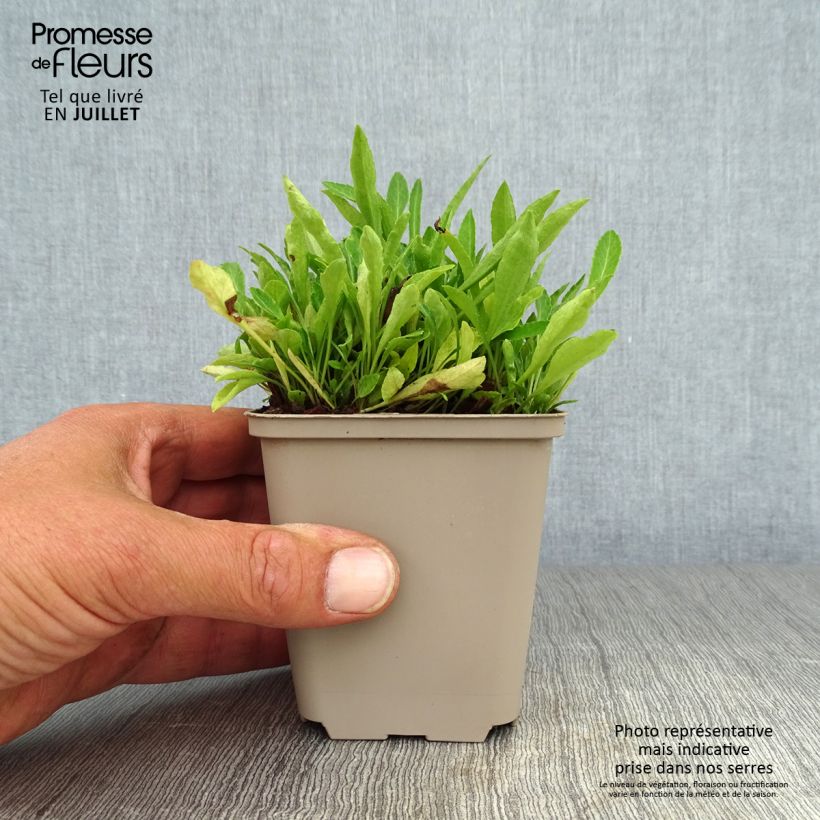 Amostra de Campânula persicifolia La Belle Blue Vaso de 8/9 cm tal como entregue no verão
