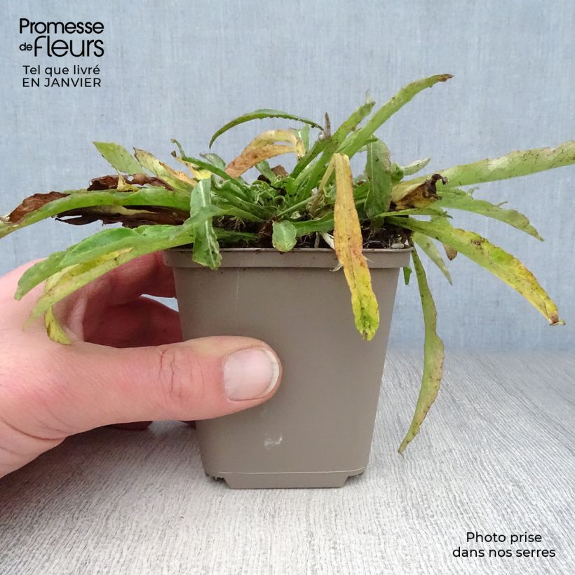 Amostra de Campânula persicifolia La Belle Blue Vaso de 8/9 cm tal como entregue no inverno