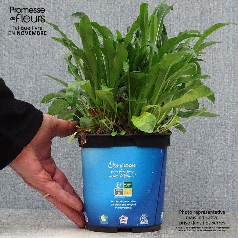 Amostra de Campânula persicifolia Vaso de 2 L/3 L tal como entregue no outono