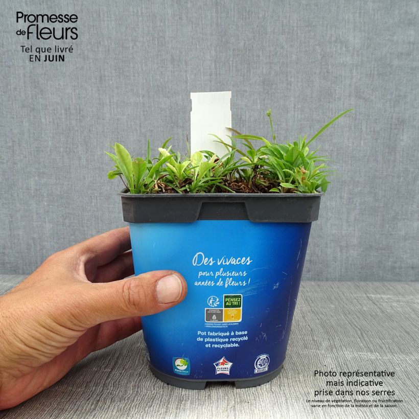 Amostra de Campânula persicifolia Vaso de 2 L/3 L tal como entregue no verão