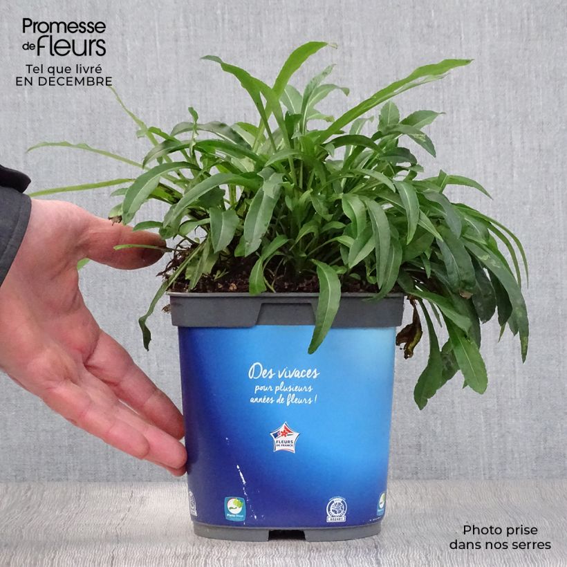 Amostra de Campanule à feuilles de pêcher - Campanula persicifolia Vaso de 2 L/3 L tal como entregue no inverno