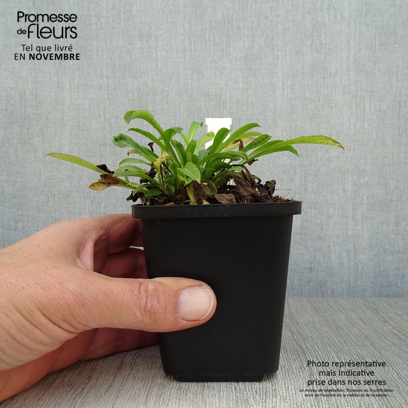 Amostra de Campânula persicifolia Vaso de 8/9 cm tal como entregue no outono