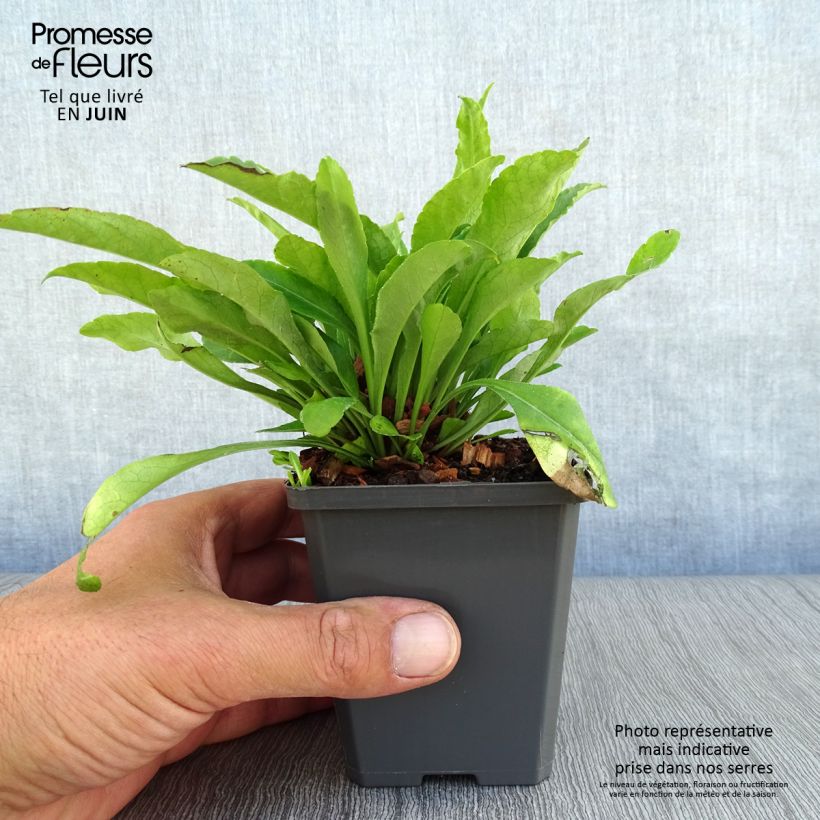 Amostra de Campânula persicifolia Vaso de 8/9 cm tal como entregue no verão